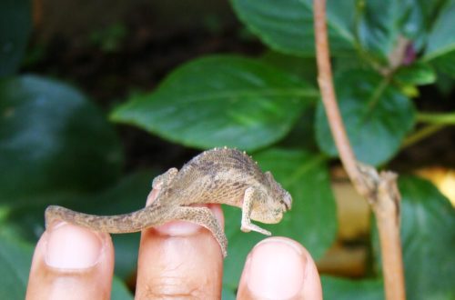 Article : Quelques photos d’animaux endémiques à Madagascar