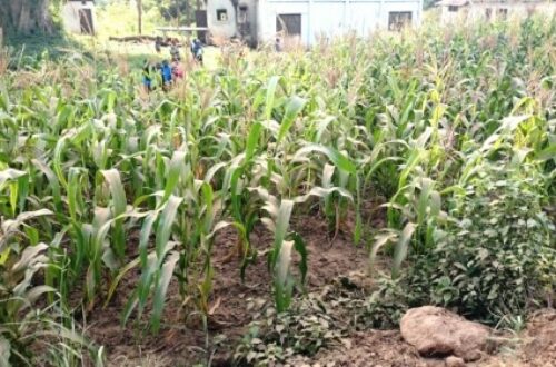 Article : Agriculture au Kenya : Lutte biologique contre les insectes nuisibles